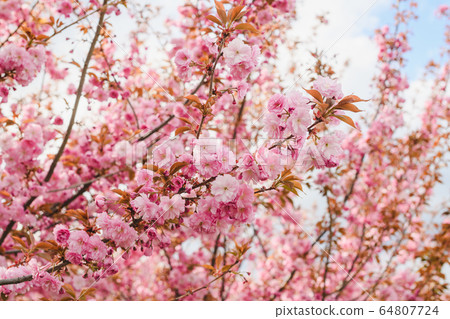Long branch of sakura tree with flowers Long branch of sakura tree with flowers 64807724