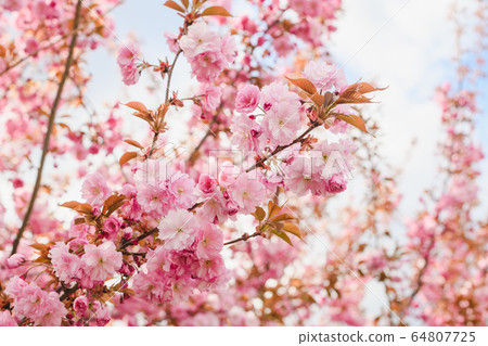 Long branch of sakura tree with flowers Long branch of sakura tree with flowers 64807725