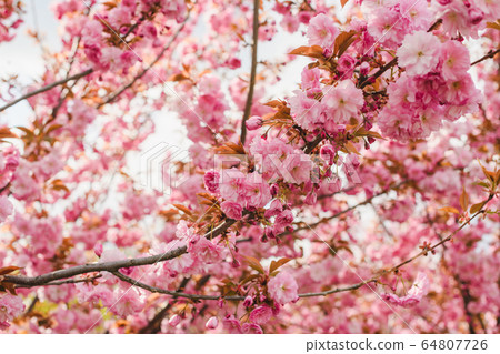 Sakura tree branches with flowers and sun Sakura tree branches with flowers and sun 64807726