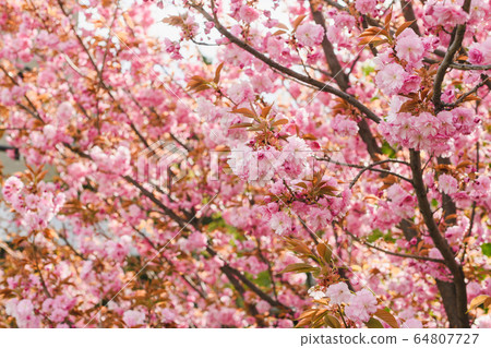 Sakura pink blossom tree background with flowers Sakura pink blossom tree background with flowers 64807727