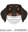Illustration Dachshund dog with respirator 64808061
