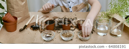 The child hand reaches for the cilantro seeds for The child hand reaches for the cilantro seeds for 64808191