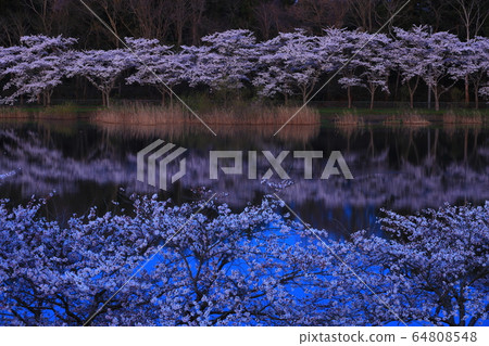 Hiratsubuma in spring, row of cherry trees 64808548