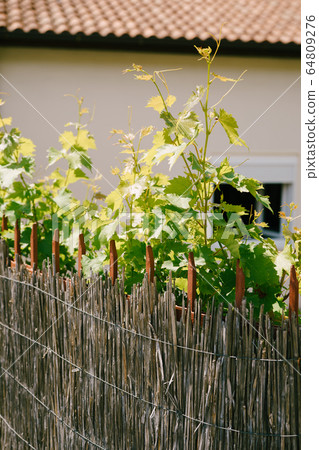 Young grapes grow because of bamboo fence in the background of a house with tiles Young grapes grow because of bamboo fence in the background of a house with tiles 64809276