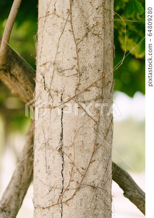 Ivy roots and branches crawl on a stone column Ivy roots and branches crawl on a stone column 64809280