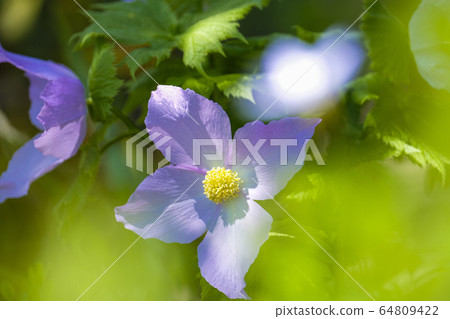 Bloom in the shade 64809422