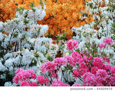 Rhododendron in spring during flowering 64809459