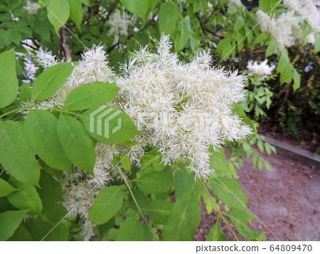 Manna ash or South European flowering ash during Manna ash or South European flowering ash during 64809470