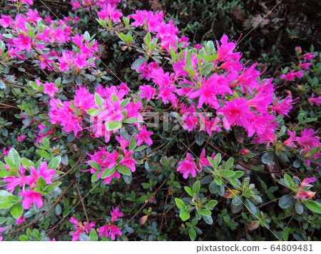 Rhododendron in spring during flowering Rhododendron in spring during flowering 64809481