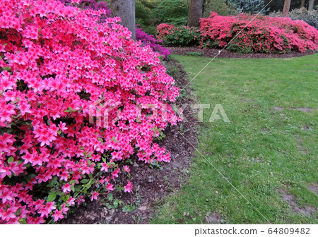 Rhododendron in spring during flowering Rhododendron in spring during flowering 64809482
