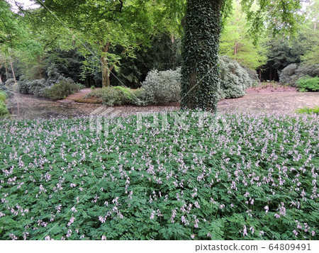 Dicentra, wild or fringed bleeding-heart, 64809491