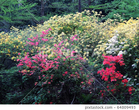 Bushes of blooming rhododendron in spring park Bushes of blooming rhododendron in spring park 64809493