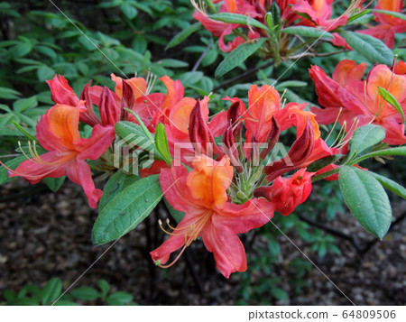 Rhododendron in spring during flowering 64809506