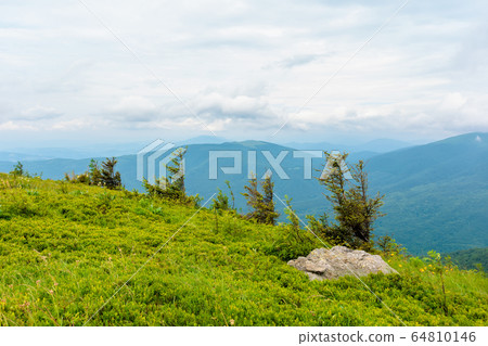 alpine meadows of mnt. runa, ukraine. row of trees alpine meadows of mnt. runa, ukraine. row of trees 64810146