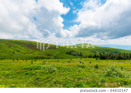 alpine meadows of mnt. runa, ukraine. coniferous alpine meadows of mnt. runa, ukraine. coniferous 64810147