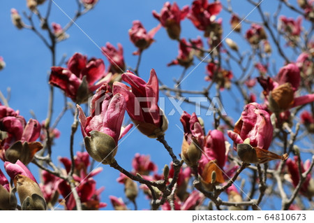 Magnolia Magnolia 64810673