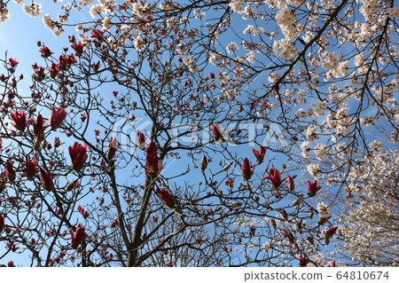 Magnolia Magnolia 64810674