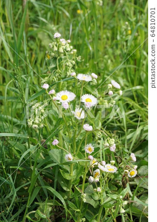 哈利恩花 64810701