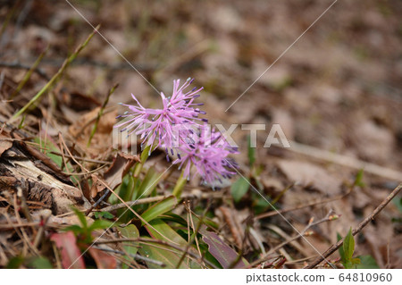 Shojo Bakama 64810960