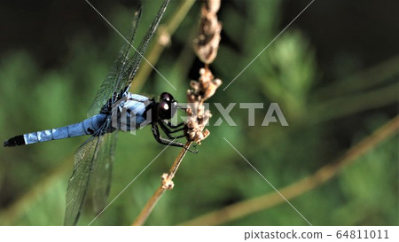 Waiting for calm judgment execution Waiting for calm judgment execution 64811011