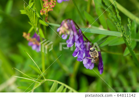 NIPPON HIGENNAGA Honeybee 64811142