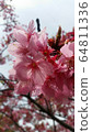 Cherry Blossoms	 64811336