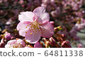 Petal 64811338
