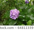 Flowers 64811339