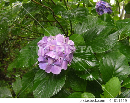 Flowers 64811339