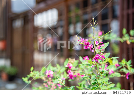 Gifu Prefecture Nakatsugawa City Magome-juku, early autumn red Hagi flowers 64811739