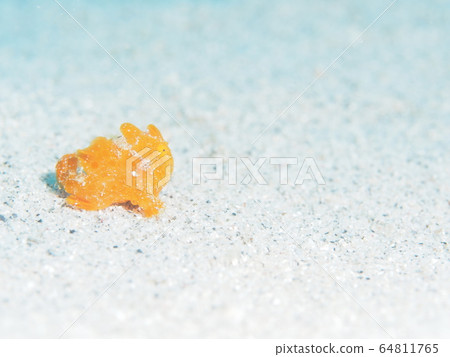 rog魚 rog魚 64811765
