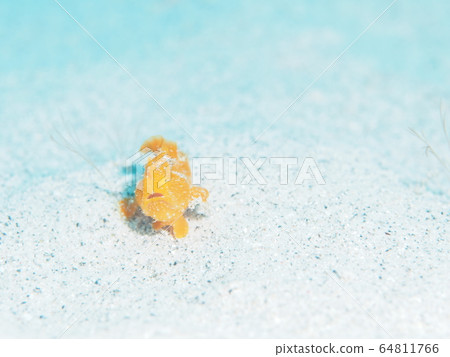 Frogfish Frogfish 64811766