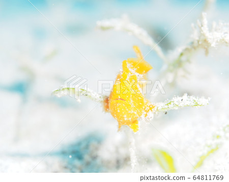 Frogfish Frogfish 64811769