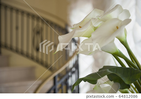 花 花 64812086