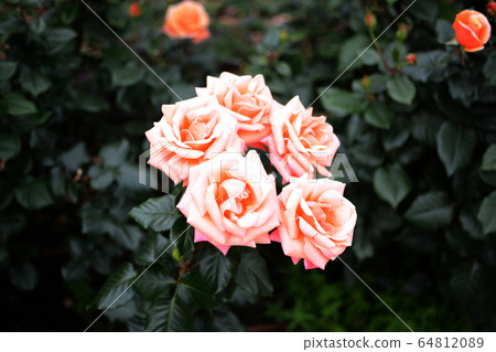 粉紅色的花朵 粉紅色的花朵 64812089