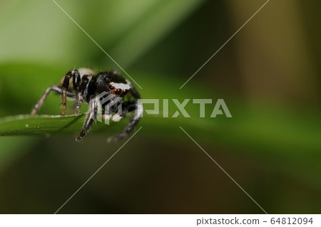 The creatures are spiders, white-tailed flies and males. One black eye with white eyebrows, and the tip of the limbs is also white. The creatures are spiders, white-tailed flies and males. One black eye with white eyebrows, and the tip of the limbs is also white. 64812094