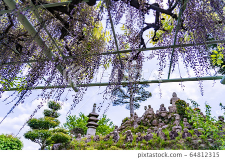 Five hundred Rakan wisteria trees in Komono Town, Mie Prefecture Five hundred Rakan wisteria trees in Komono Town, Mie Prefecture 64812315