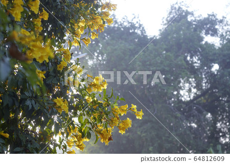 Blossoms of Yellow Trumpetbush, Tecoma stans 64812609