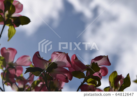 春天的花園裡盛開的可愛花 64812647