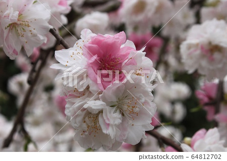 坂井市大仙公園的花友 64812702