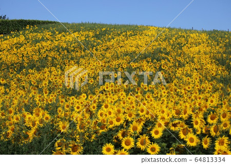 Sunflower hill_furano 64813334