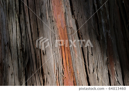 Hinoki bark and sunbeams a-1 Hinoki bark and sunbeams a-1 64813460
