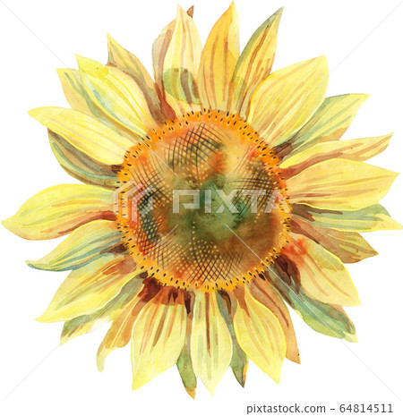 Watercolor sunflower isolated on white background. 64814511