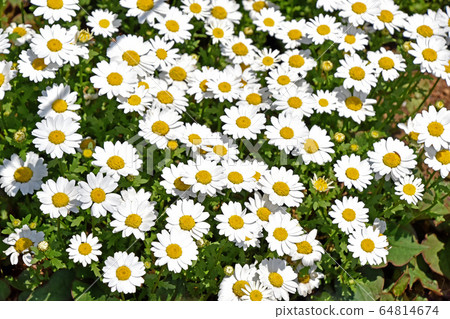 Chrysanthemum Paldsome (North Pole) 64814674