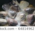 Boiled clam 64814962