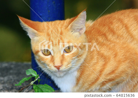 8 Nov 2008 the Street Cat at the island of hong 64815636