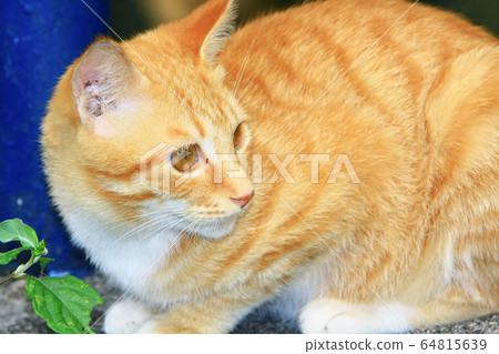 8 Nov 2008 the Street Cat at the island of hong 64815639