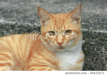8 Nov 2008 the Street Cat at the island of hong 64815671
