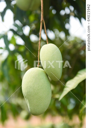 raw mango hanging on tree with leaf background in raw mango hanging on tree with leaf background in 64815942