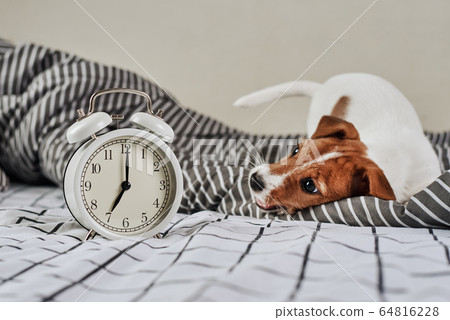 Jack russell terrier dog and vintage alarm clock Jack russell terrier dog and vintage alarm clock 64816228